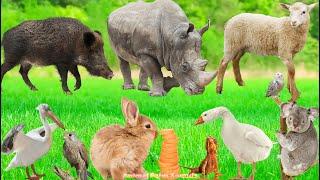 Amazing Animal Compilation: Rabbit, Sheep, Boar, Rhinoceros, Goose, Koala, Pelican - Animal Sounds