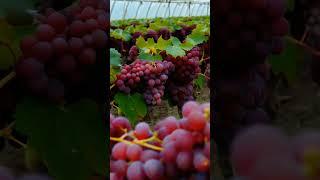 I Mastered Growing Grapes in 17 Months and Here's What Worked BEST! #grapevine #fruit #grapegrowing