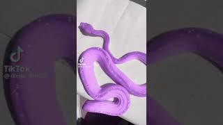 COLORFUL SNAKES - A Look at the Different Types of Purple Snakes #snakes #shorts