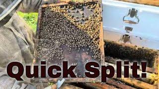 Hive Splitting Basics! Using Bees from 3 different Hives!