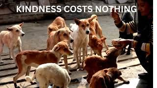 Stray Animals are the Purest Souls | How feeding stray animals can bring Love ️#strayanimals #love