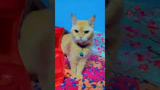 #my #cat #like #shortsviral #subscribe plz plz plz 