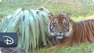 Sumatran Tiger Cubs and Conservation Efforts | Disney’s Animals, Science & Environment