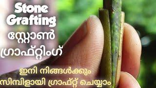 Stone Grafting | സ്റ്റോൺ ഗ്രാഫ്റ്റിങ്| ഇനി നിങ്ങൾക്കും സിമ്പിളായി ഗ്രാഫ് ചെയ്യാം|Grafting Technique