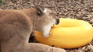 BIG Cat Toys!