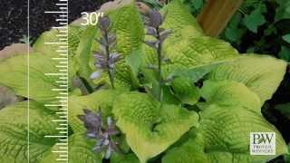 Proven Winners® Gardener Channel: - SHADOWLAND ‘Coast to Coast’ Hosta