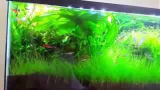 The jungle : Planted Aquarium