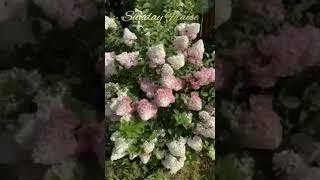 Гортензия Сандей Фрайз ️Sandae Fraise️