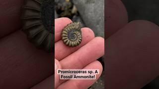 I can’t believe I found this golden fossil ammonite-so easily!#shorts#fossils