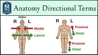 Anatomical Position and Directional Terms [Anatomy MADE EASY]