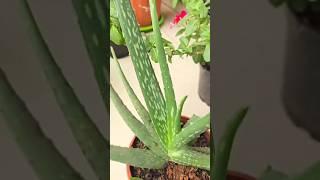 Motivational speech#plants # plant care# aloe vera#prakritisgarden #nature 