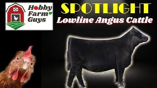 HFG Farm Animal Spotlight: Lowline Angus Cattle