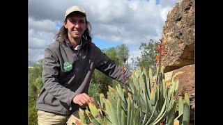 Into the Veld: The fan aloe 🪴