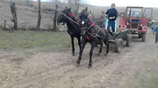 boboteaza liscoteanca2014ababei tica2