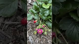 Strawberries In November!! Everbearing Variety in a Terraced Garden - Lancaster County, PA.