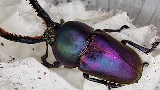 Look at this little beautiful stag beetle! Lamprima Adolphinae (Beetle ASMR)