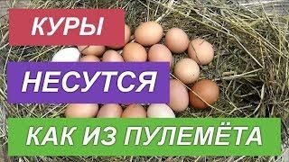 КОРМИТЕ НЕСУШЕК ТАК, тогда будут крепкие яйца и яркие желтки!