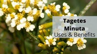 Zyrex Tagetes Minuta Tablet / Powder फायदा और उपयोग | सेवन विधि | ऑर्डर करे : +91 8779921180