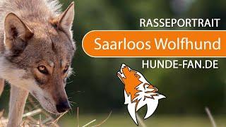 ► Saarloos Wolfdog [2020] History, Appearance, Temperament, Training, Exercise, Care & Health