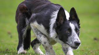 Ru..female 5 months old. Lot 135 Dolgellau Online 12-14 May.