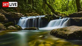 Waterfall Gentle Stream Sound in forest 24/7. Waterfall Sounds, Flowing Water, White Noise for Sleep