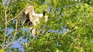 Wood Stork taking flight - Harris Neck, GA