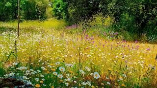 Relaxing Nature Ambience Meditation  8h GOOD MORNING SPRING NATURE THERAPY Meadow Healing Sounds