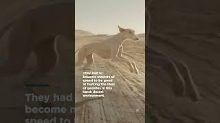 The saluki is one of the fastest land predators on Earth | Smithsonian Channel #Shorts