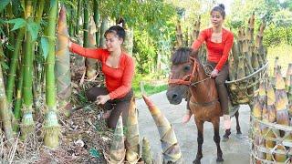 Harvesting Bamboo Shoots and Selling at the Market | Horse Carries Bamboo Shoots | Lý Tiểu Toàn