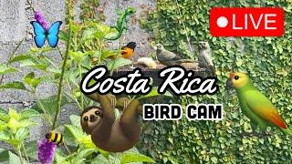 LIVE NOW  Costa Rica Nature Cam - Monkeys, Iguanas, Birds & More