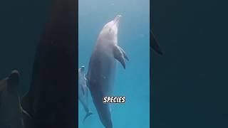 Dolphins are Highly Intelligent Marine Mammals #dolphins #dolphin #nature #shorts