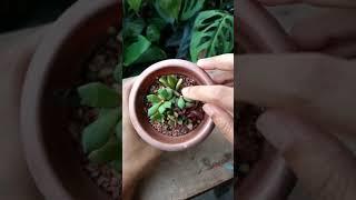 Repot & Grow Plants from Cuttings at Home - Anacampseros