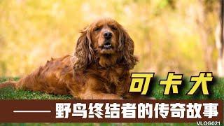 号称：野鸟终结者的“可卡犬”传奇故事，养了就不会后悔的狗。