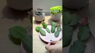 Propagate Christmas Cactus in water  #succulents #cactus #christmascactus #propagation #shorts