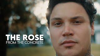 The Rose From The Concrete