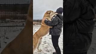 Гигант Алабай Олег в 1 месяц и 1 год#alabai #gigante #сао #среднеазиатскаяовчарка