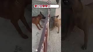 #interesting #cute#pet #animal #pet#dog #doglover#funnydogs#dog