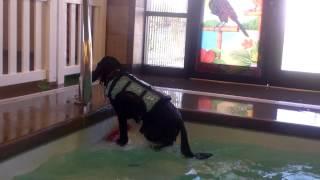 Portuguese Water Dog DEXTER Swimming