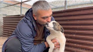 Собаки грустят/Хозяину предстоит ещё одна операция