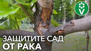 САМАЯ СТРАШНАЯ БОЛЕЗНЬ ПЛОДОВЫХ - РАК. Как определить и как лечить?