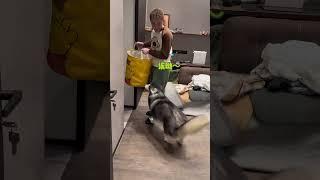 不拆：爹不在家，這家俺是一分鐘也不想待了 #爹寶狗