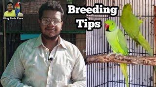 Ringneck parrot breeding information | Breeding age | Breeding formula | Soft food