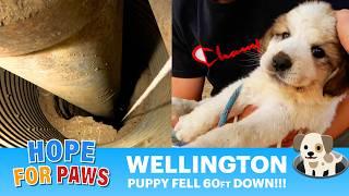 Puppy fell down 60ft into a water well and cried for help for 3 days!!! OMG, it was so challenging!