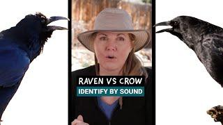 SOUND ID  - Raven vs Crow