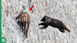 Bear Attacks Goat and Quickly Pays the Price