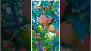 apple ka bag#shorts #apple #kashmir #nature #naturallovers#appletree #applemusic #love #shortvideo