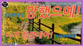 악양생태공원)함안군 악양뚝방길 망했으예!긴급정검 그이유 영상에 담고 악양생태공원으로 충분히 대처할수있는 영상 보여드릴께요!