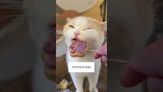 Cat Crunchy Treat Satisfy ASMR 