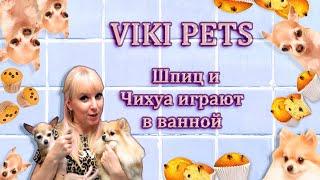 Веселые щенкиПушистые историиКАК ПРАВИЛЬНО ПОМЫТЬ ШПИЦА.Cute puppies.FUNNY PETS