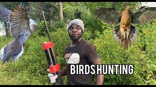 Birds Hunting full Hit Down Best Hunting Birds (Beze Hinting)